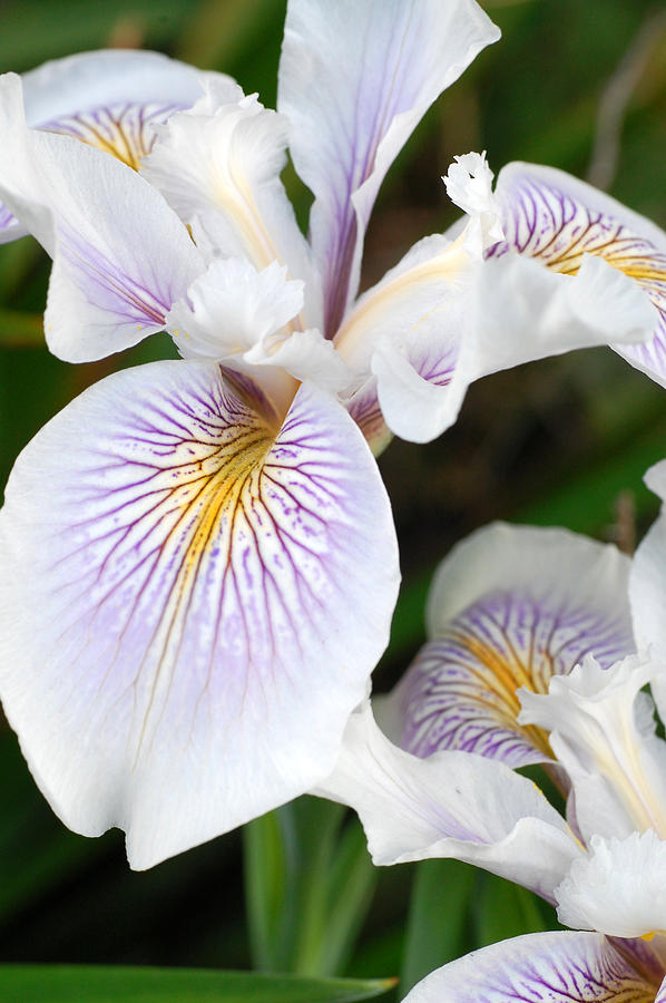 White Iris 1 Photograph by Amy Fose