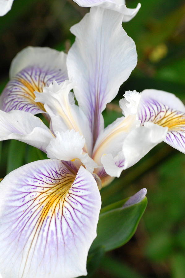 White Iris 2 Photograph by Amy Fose