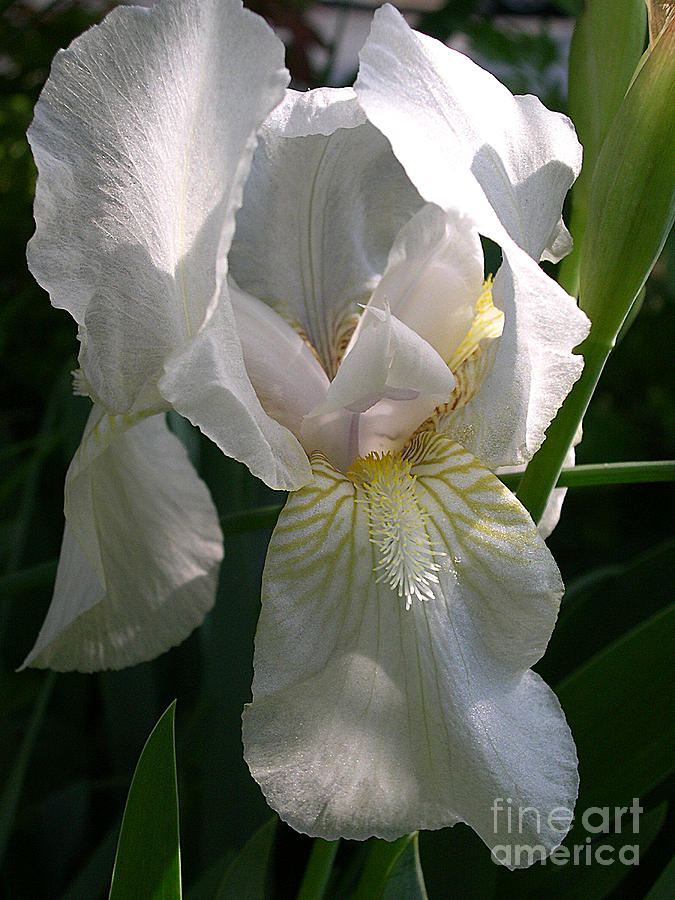 White Iris Photograph By Addie Hocynec - Fine Art America