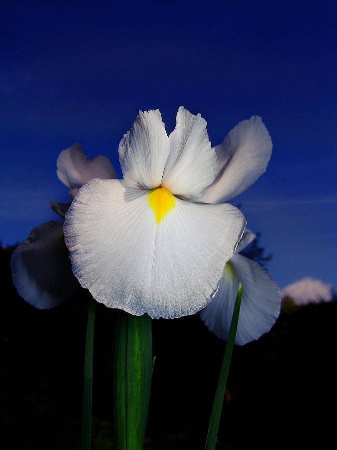 Iris Photograph - White Iris by Alessandro Della Pietra