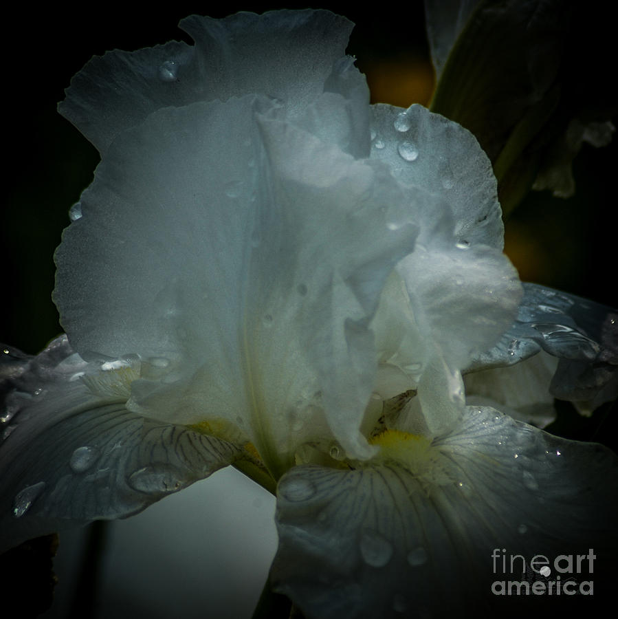 White Iris and Rain Drops Photograph by Ronald Grogan