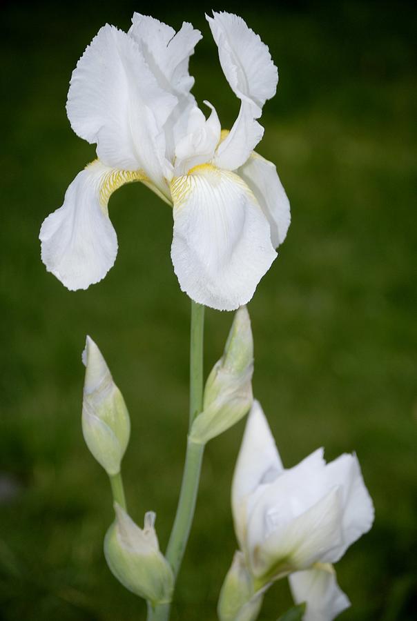 Flower Photograph - White Iris Buds by Donna Stiffler