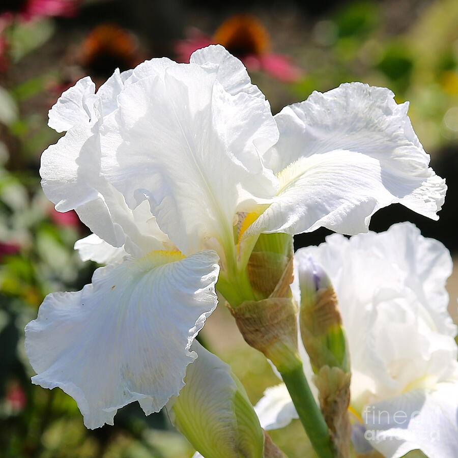 White Iris Photograph by Carol Groenen