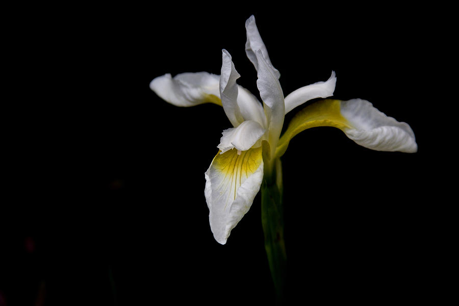White Iris Photograph by Celine Pollard