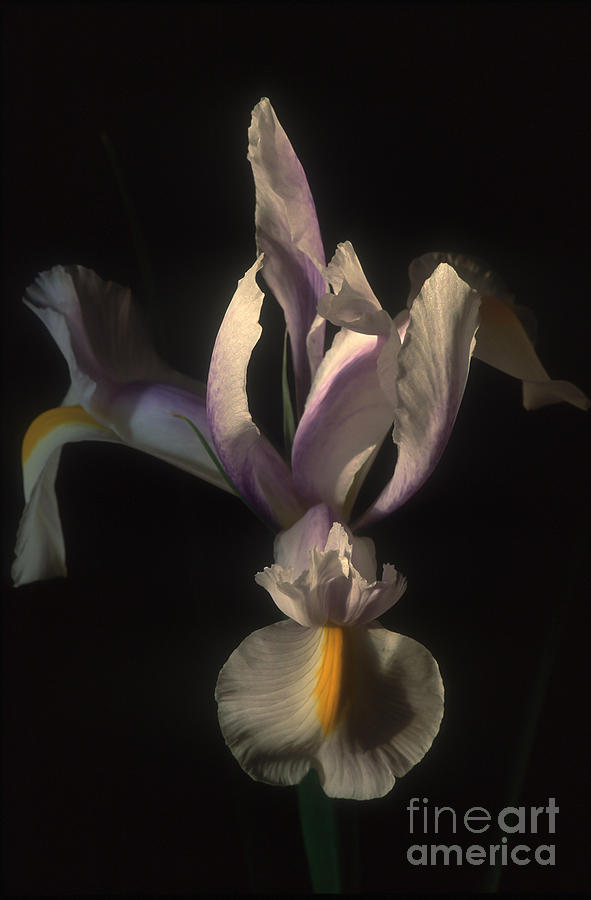 White Iris Photograph by Chris Scroggins