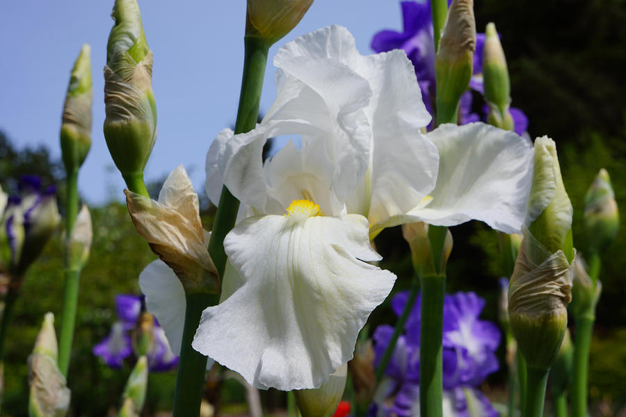 White Iris Flower Art Prints Floral Photograph