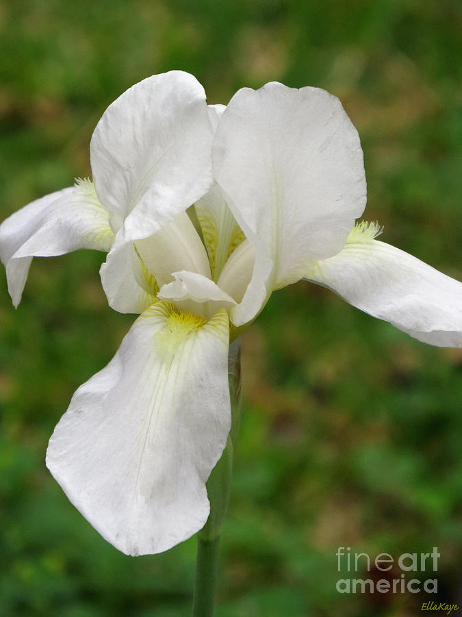 Flower Photograph - White Iris Flower by Ella Kaye Dickey