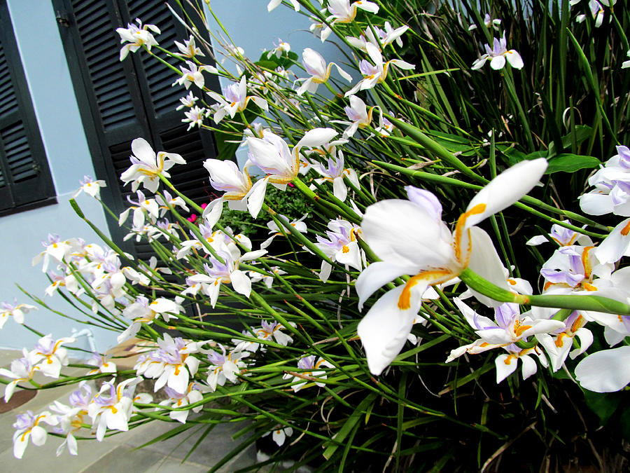 White Iris Flowers Photograph by Tom Hefko