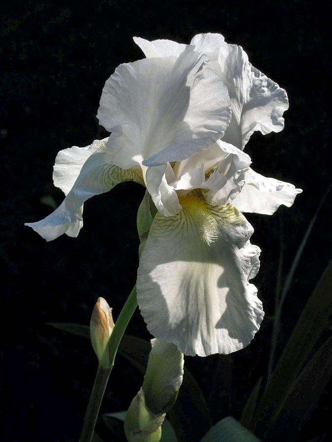 White Iris in the Morning Photograph by Carolyn Jacob
