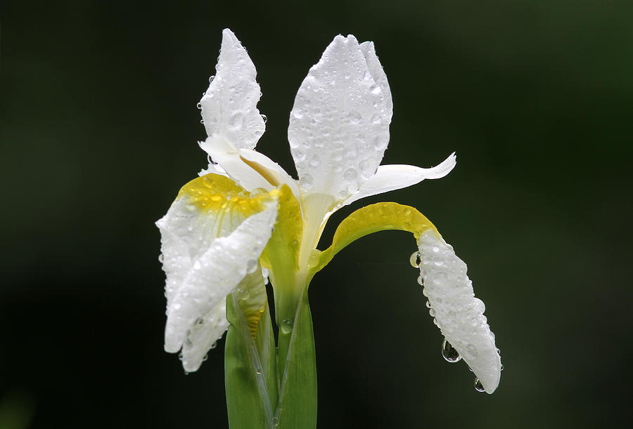 White Iris Photograph by Juergen Roth