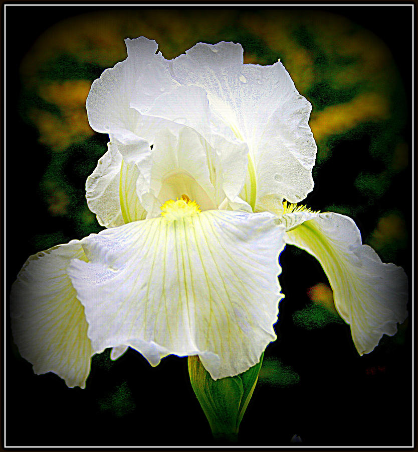 White Iris Photograph by Kay Novy