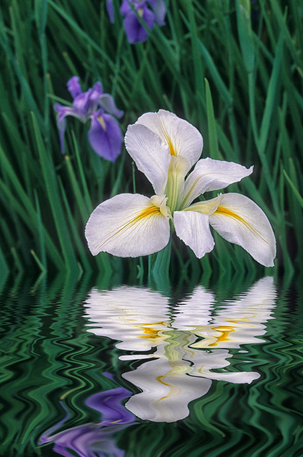 Iris Photograph - White Iris by Keith Gondron