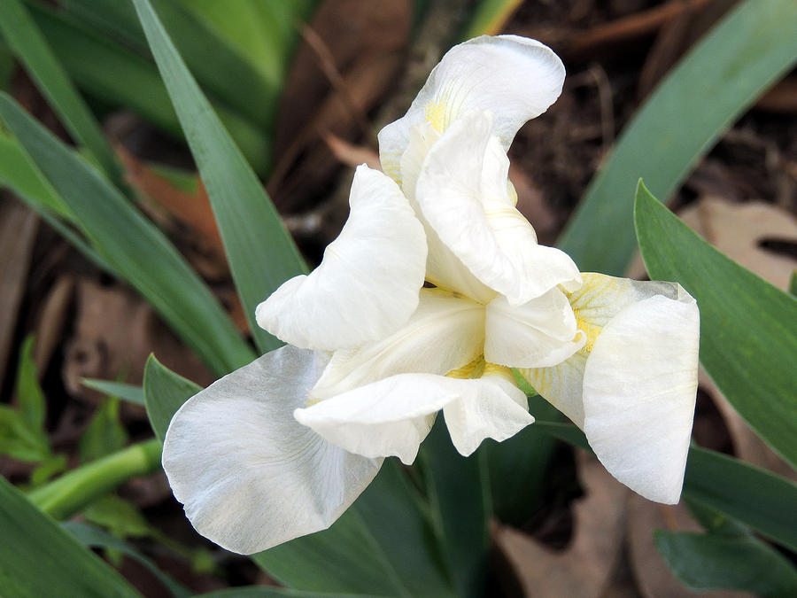 Iris White Photograph - White Iris  by Kim Pate