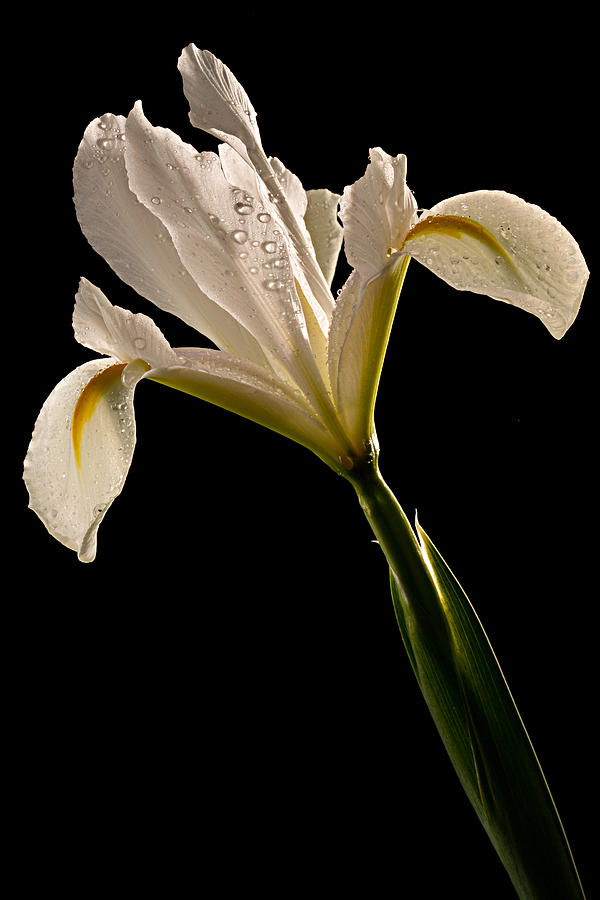White Iris Photograph by Mary Jo Allen