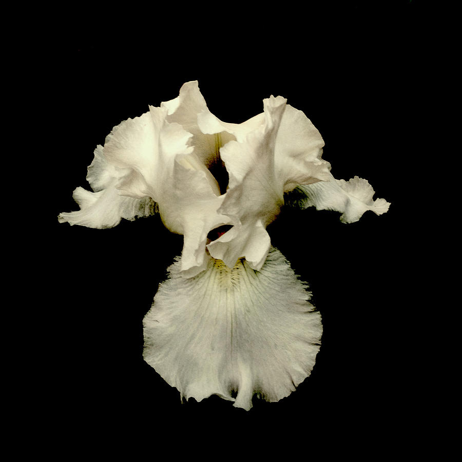 White Iris on black Photograph by John Stuart Webbstock