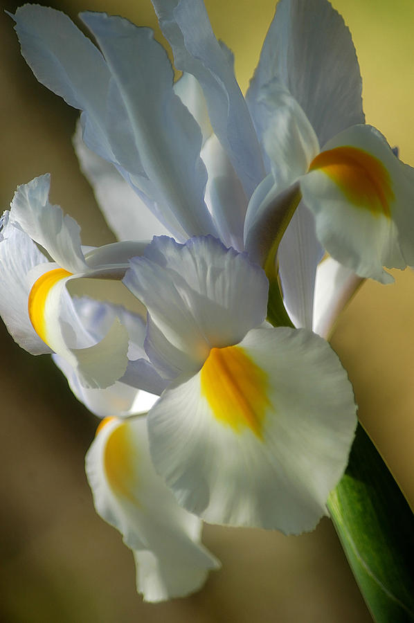 White Iris Photograph by Pat Exum