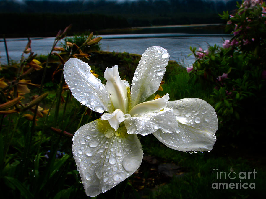 White Iris Photograph by Robert Bales