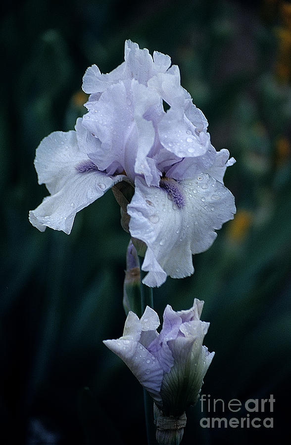 White Iris Photograph by Sharon Elliott