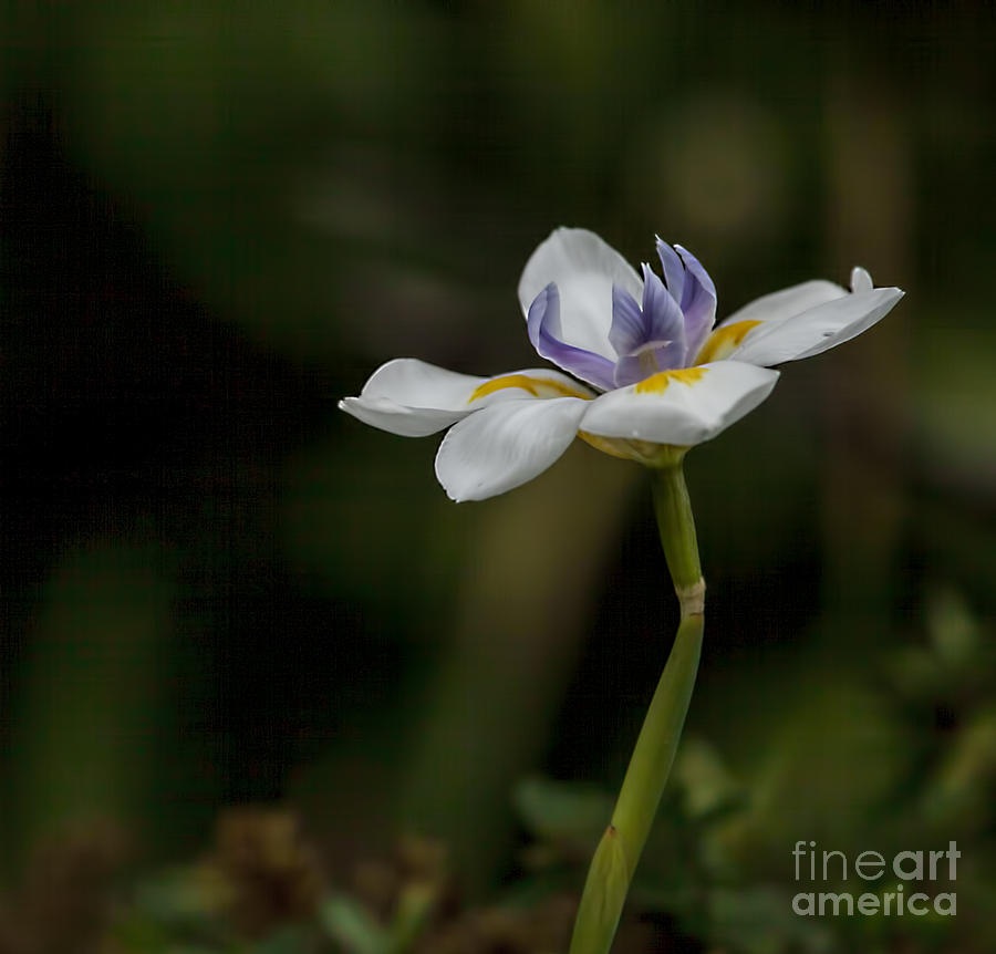 White Iris Photograph by Shirley Mangini