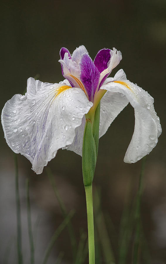 White Iris Photograph by Shirley Mitchell