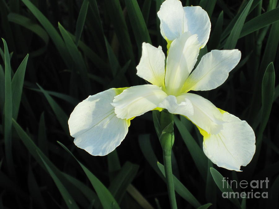 White Iris Photograph by Tara  Shalton