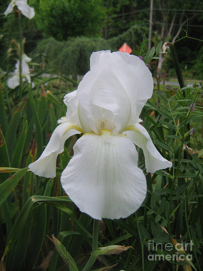 White Iris Photograph by Wendy Coulson
