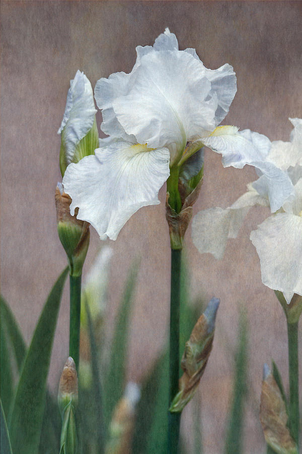 White Irises Photograph by Angie Vogel