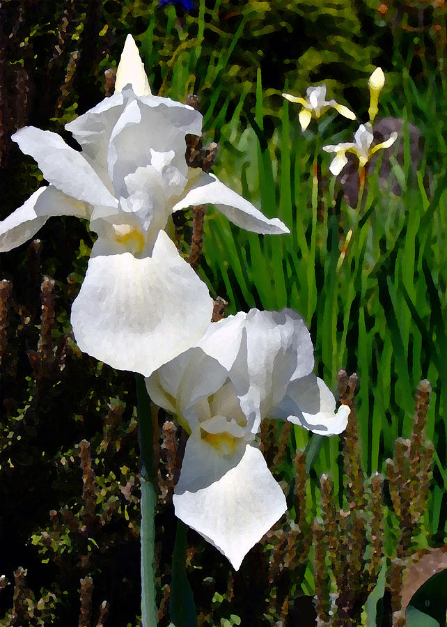 White Irises Digital Art by Gary Olsen-Hasek