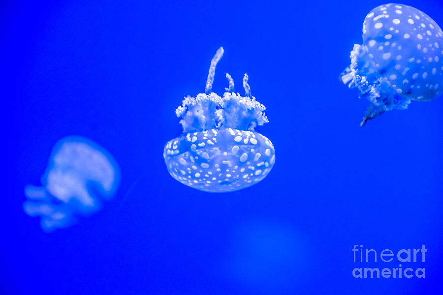 White Jelly Fish Photograph by Cheryl Baxter