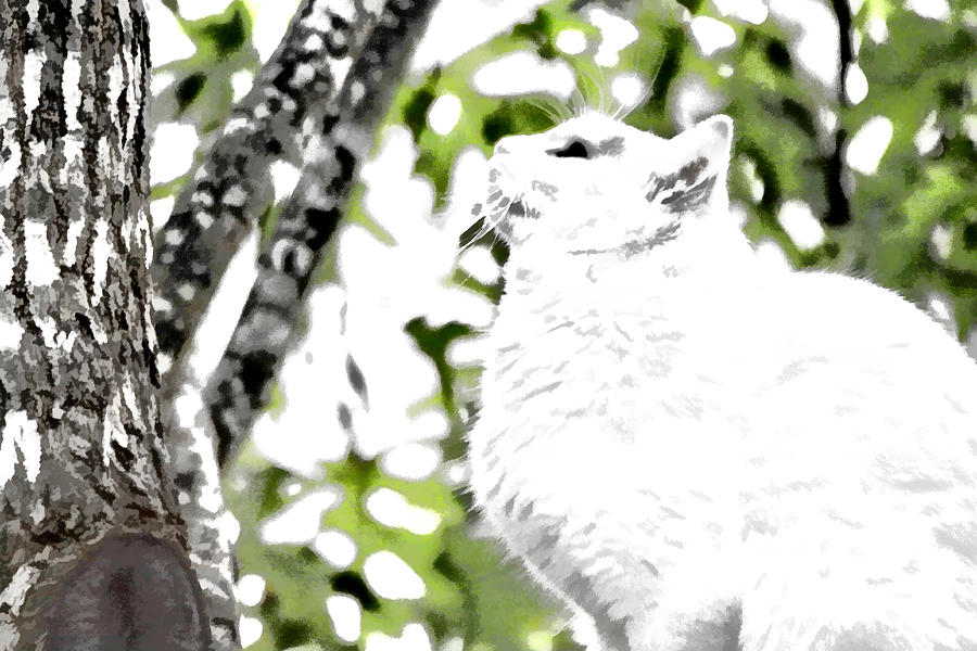 Tree Photograph - White Kitty in Tree by Audreen Gieger