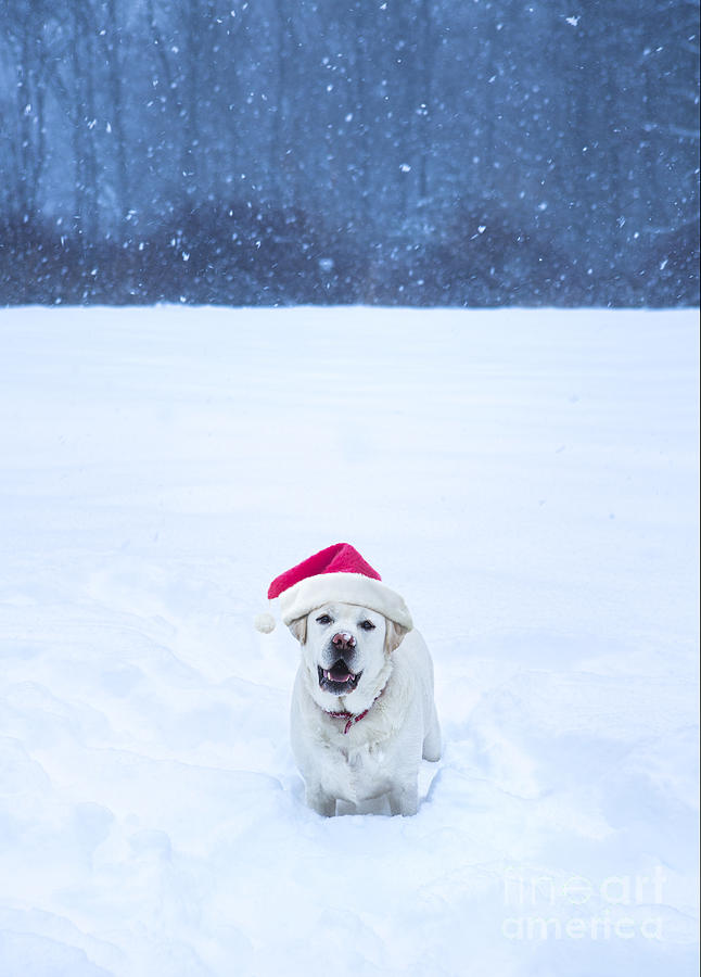 Christmas Photograph - White Lab Christmas by Diane Diederich