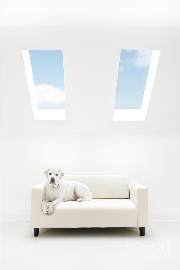 White Lab in a White Room Photograph by Diane Diederich