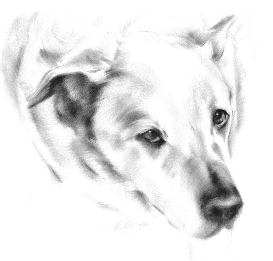 Black And White Drawing - White Labrador by Natasha Denger