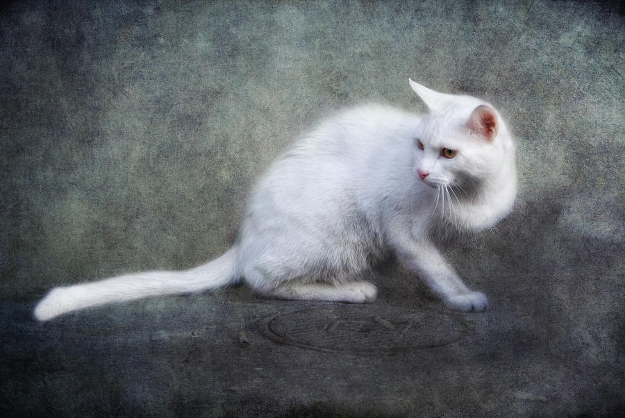 Cat Photograph - White Lady by Claudia Moeckel
