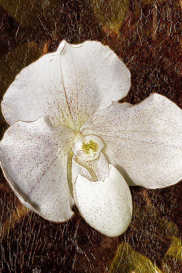 White Lady Slipper Gold Leaf Photograph by Phyllis Denton