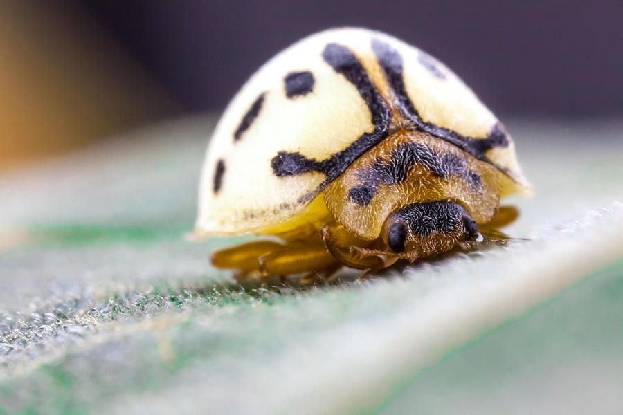 Ladybug Photograph - White Ladybug  by Craig Lapsley