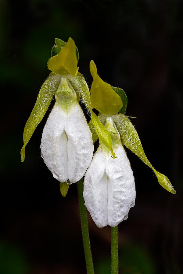 Orchid Photograph - White Ladys Slipper pair by Stephen Gingold