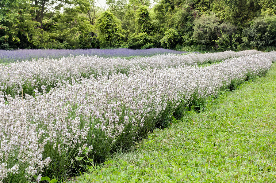 White lavender Photograph by Nick Mares