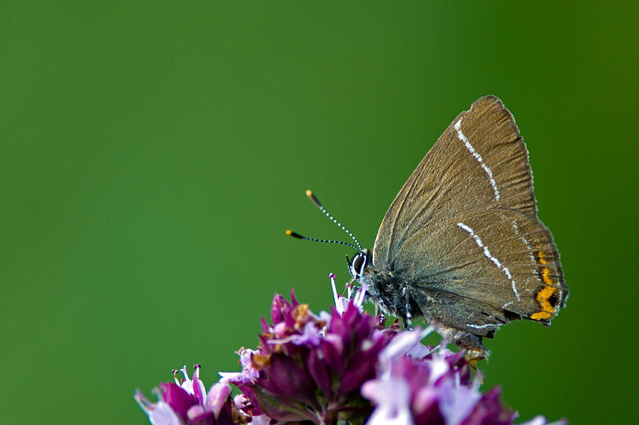 Butterfly Photograph - White Letter Hairstreak by Torbjorn Swenelius