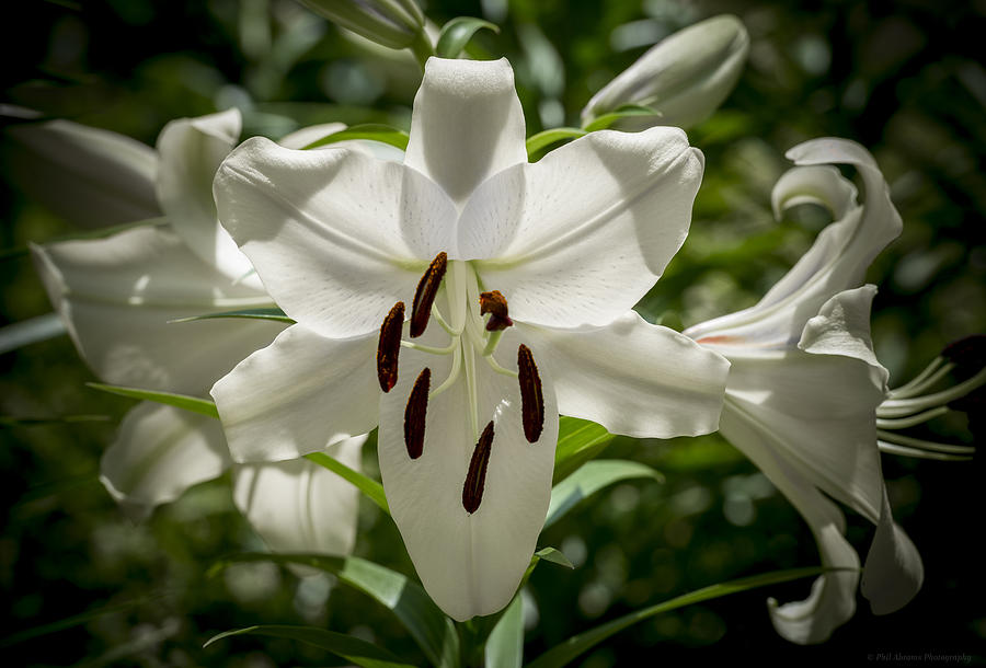 Lily Photograph - White Light by Phil Abrams