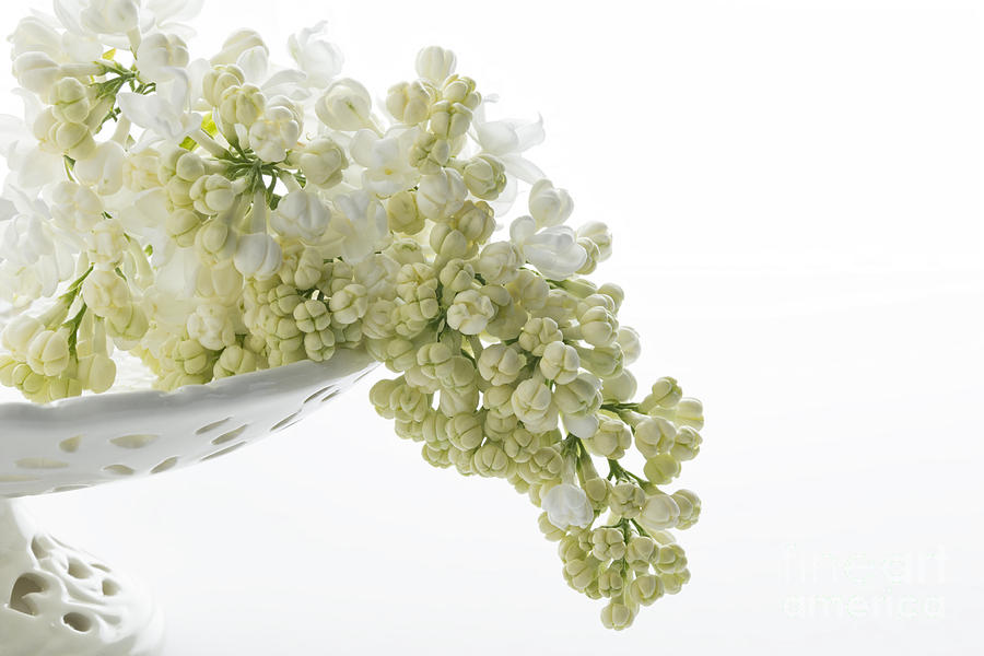 Spring Photograph - White Lilac by Ann Garrett