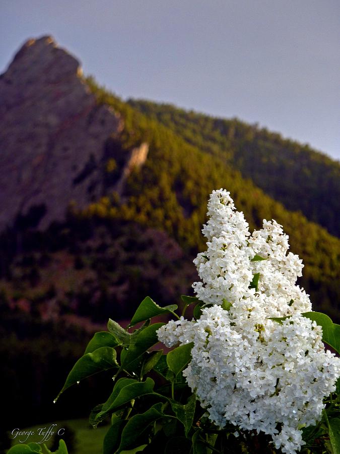White lilac Flatirons Photograph by George Tuffy