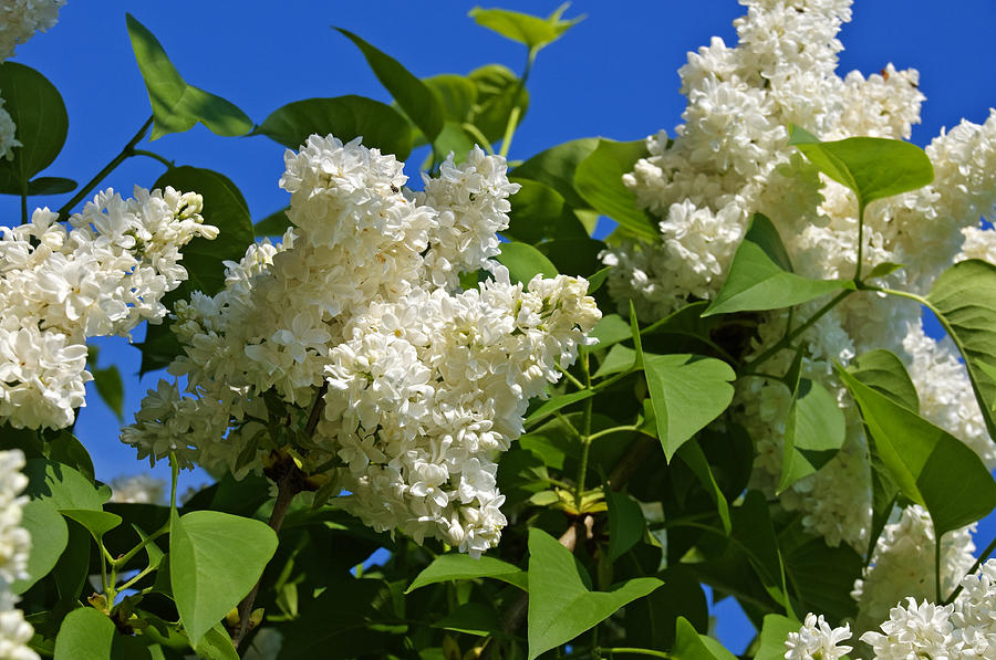 White Lilac Tree in blossom Photograph by David Davies