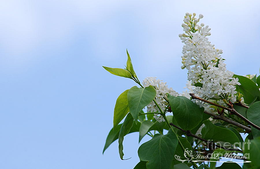 White Lilacs 20120420_21a Photograph by Tina Hopkins