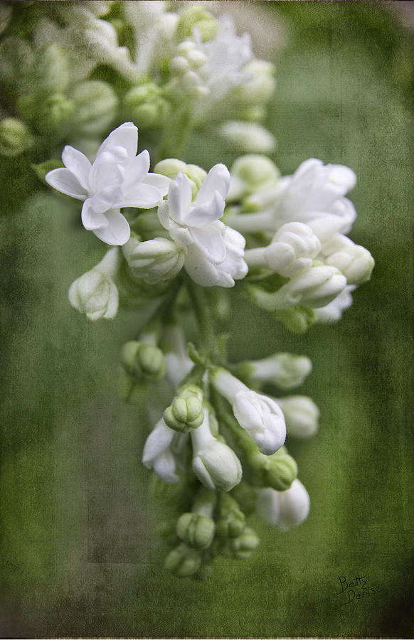 Flower Photograph - White Lilacs by Betty Denise