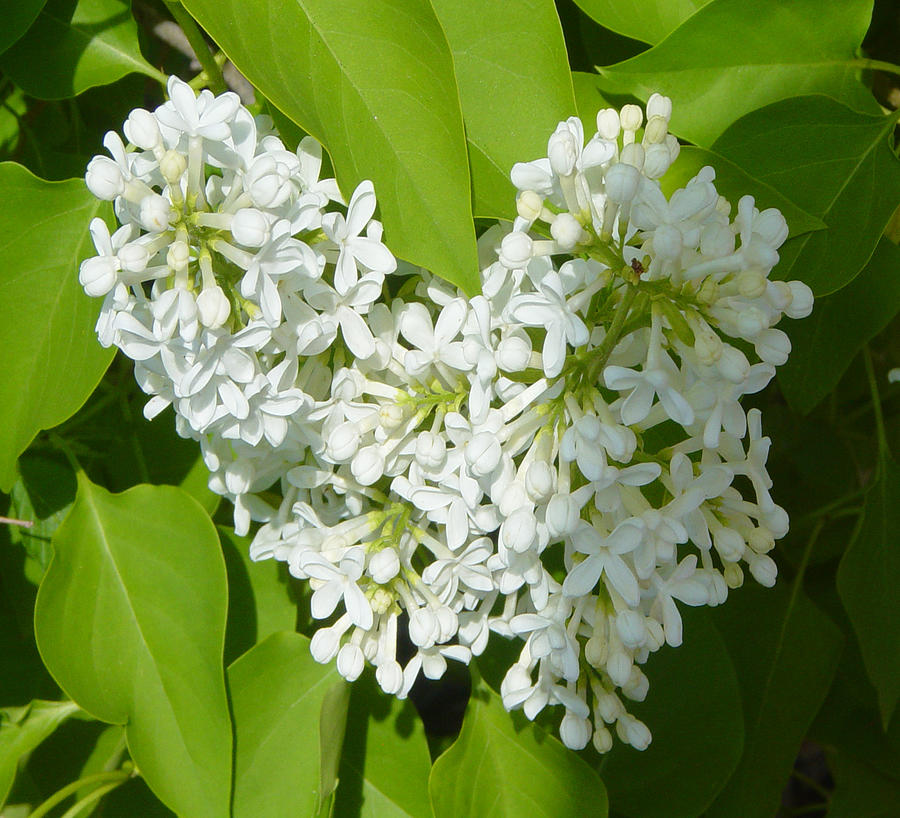 White Lilacs Photograph by Cathy Anderson