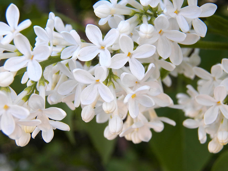 White Lilacs I Photograph by Corinne Elizabeth Cowherd