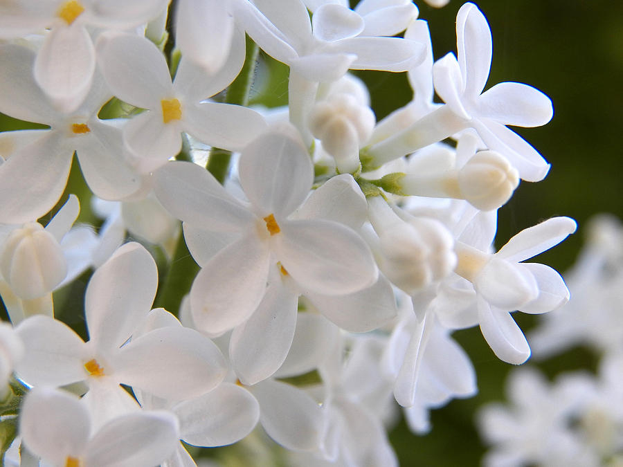 White Lilacs III Photograph by Corinne Elizabeth Cowherd