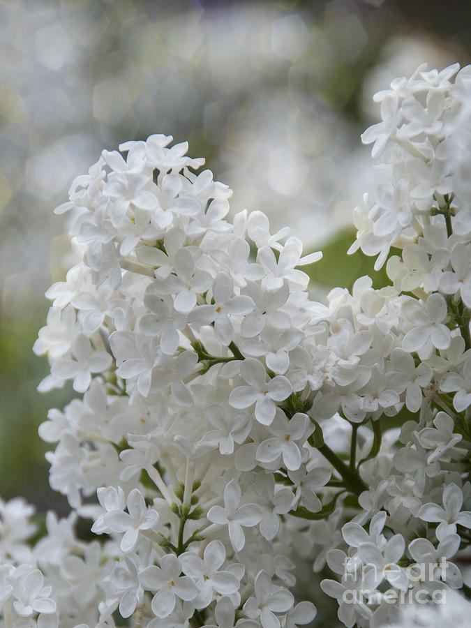 White Lilacs in Bloom Photograph by Juli Scalzi