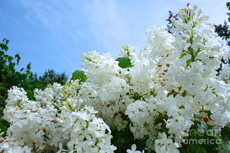 White Lilacs Photograph by Jacqueline Athmann